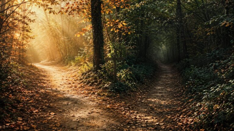 why do I procrastinate | A path through an autumn forest that splits into two directions — one clear and sunlit, one shadowed and overgrown — representing the brain's conflict between action and protective avoidance. | wellbeing blog
