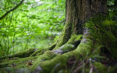 new empowered you | wellbeing blog | olga willemsen | hypnotherapy for anxiety