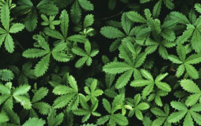 Potentilla alba | White cinquefoil | hashimoto's remission | wellbeing blog