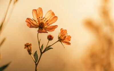 A single wildflower stem in close-up, sunlit against a warm cream background, with golden light catching the petals — evoking presence, simplicity, and quiet joy | wellbeing blog | new empowered you hypnotherapy