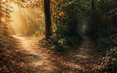 why do I procrastinate | A path through an autumn forest that splits into two directions — one clear and sunlit, one shadowed and overgrown — representing the brain's conflict between action and protective avoidance. | wellbeing blog